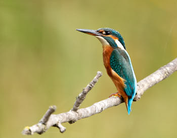 Martin pÈcheur<br>NIKON D200, 700 mm, 400 ISO,  1/160 sec,  f : 6.3 